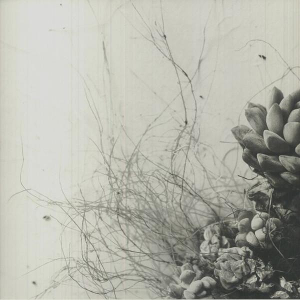 Acaera - Unfold