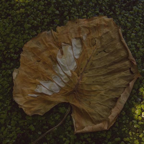 Adela Mede - Ne L​é​pj A Vir​á​gra
