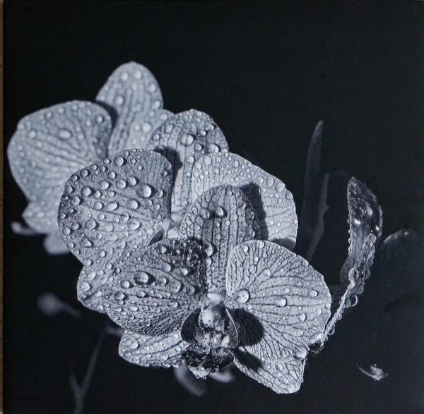 Assorted Orchids - Assorted Orchids