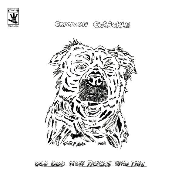 Common Grackle - Old Dog New Tricks Who This