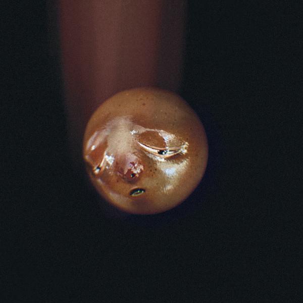 Poolblood - Mole