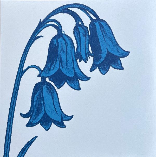 The Bluebells - This is...